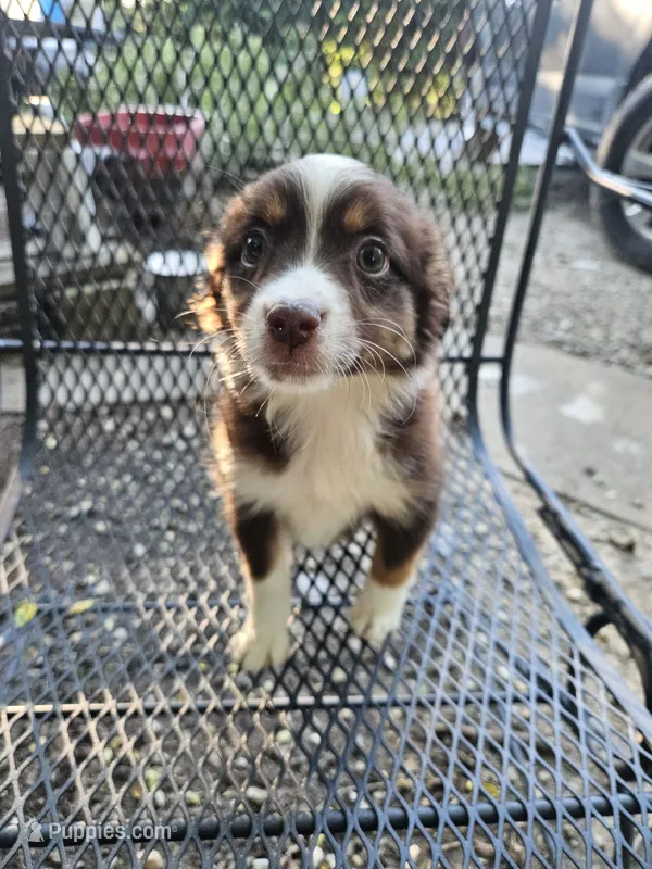 Oreo – Miniature Australian Shepherd puppy for sale in Murphysboro, IL