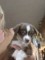 Batman , a female Miniature Australian Shepherd for sale in Murphysboro, IL – 2 of 2