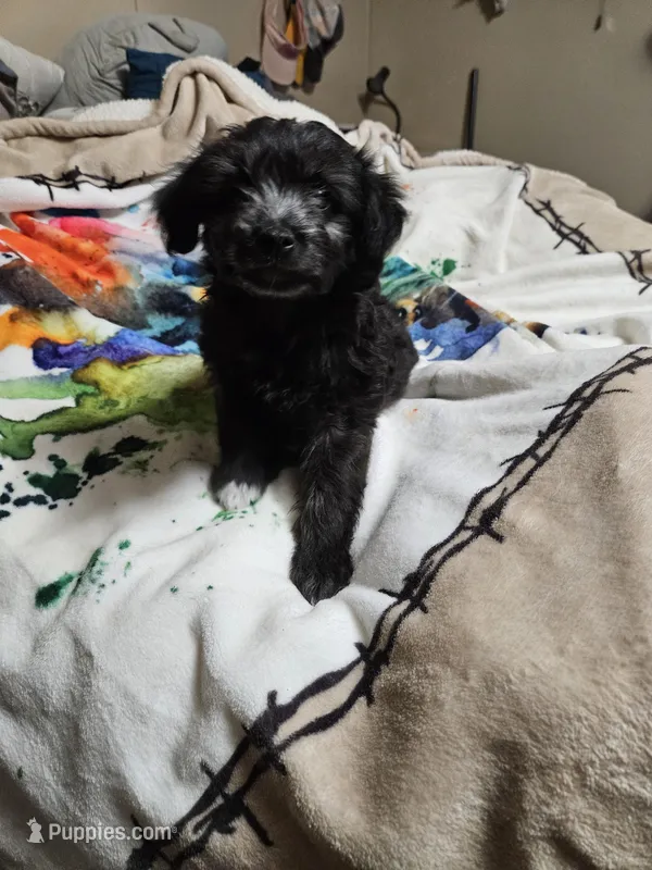 Miss – Miniature Aussiedoodle puppy for sale in Murphysboro, IL