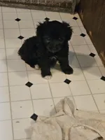 Miss, a female Aussiedoodle for sale in Murphysboro, IL – Photo 2 of 2
