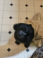 Miss, a female Aussiedoodle for sale in Murphysboro, IL – Photo 1 of 2