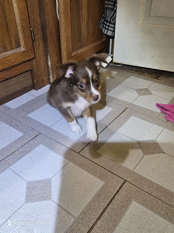 Smirk – Miniature Australian Shepherd puppy for sale in Murphysboro, IL