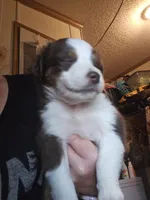 Charli, a female Miniature Australian Shepherd for sale in Murphysboro, IL – 2 of 2