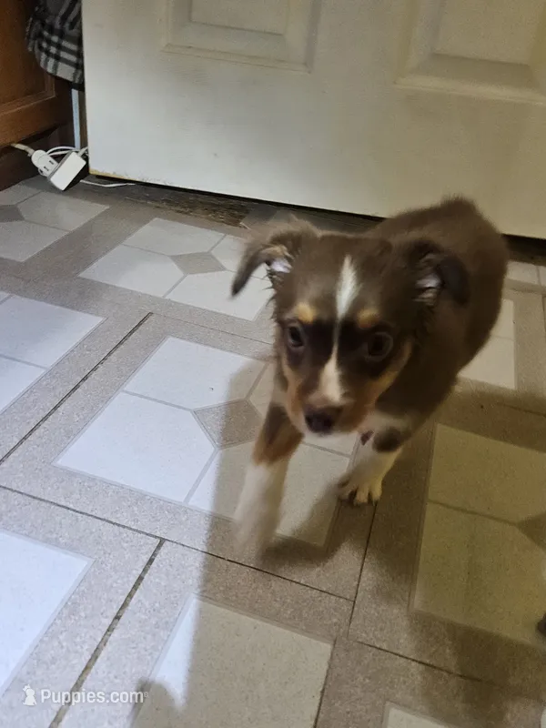 Smirk – Miniature Australian Shepherd puppy for sale in Murphysboro, IL