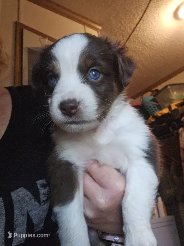 Charli – Miniature Australian Shepherd puppy for sale in Murphysboro, IL