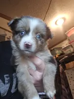 Whiskey, a male Miniature Australian Shepherd for sale in Murphysboro, IL – 2 of 2