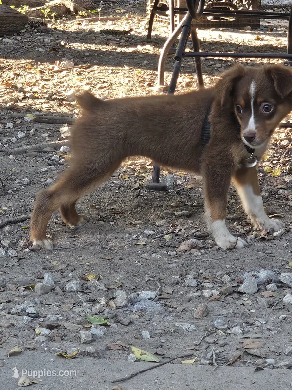 Smirk – Miniature Australian Shepherd puppy for sale in Murphysboro, IL