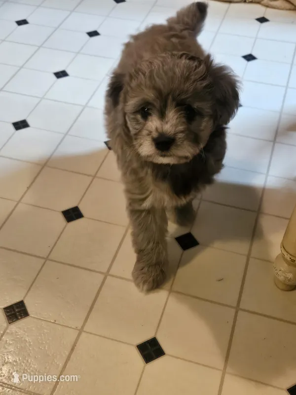 Lil blue – Miniature Aussiedoodle puppy for sale in Murphysboro, IL