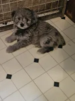 Lil blue, a female Miniature Aussiedoodle for sale in Murphysboro, IL – Photo 3 of 3