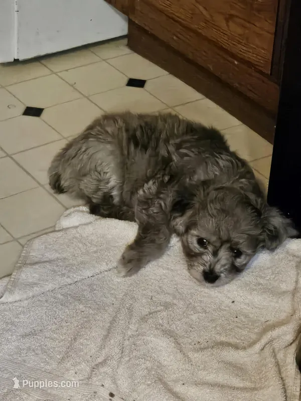 Lil blue – Aussiedoodle puppy for sale in Murphysboro, IL