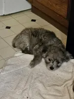 Lil blue, a female Miniature Aussiedoodle for sale in Murphysboro, IL – Photo 2 of 3