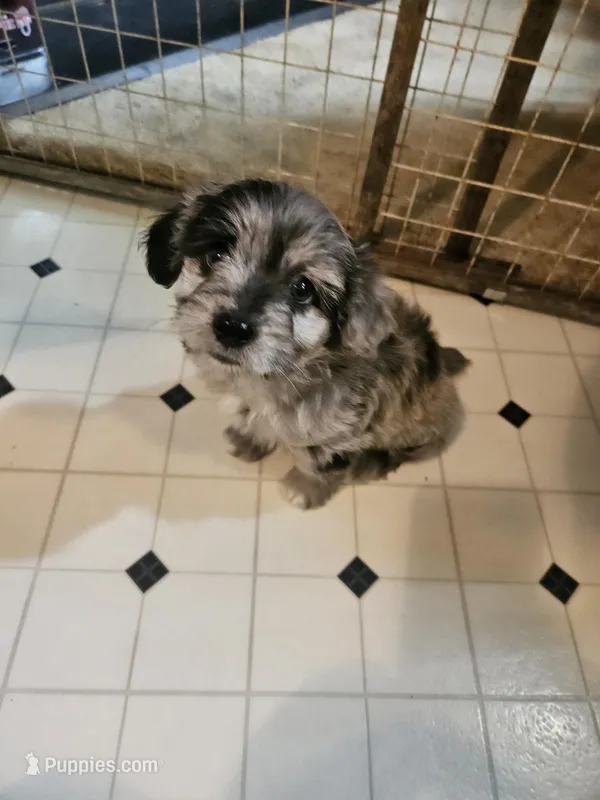 Bones – Aussiedoodle puppy for sale in Murphysboro, IL