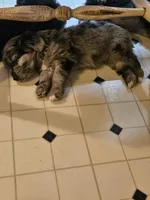 Bones, a male Aussiedoodle for sale in Murphysboro, IL – Photo 3 of 3