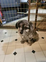 Bones, a male Aussiedoodle for sale in Murphysboro, IL – Photo 2 of 3