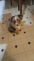 Whiskey, a male Miniature Australian Shepherd for sale in Murphysboro, IL – 1 of 2