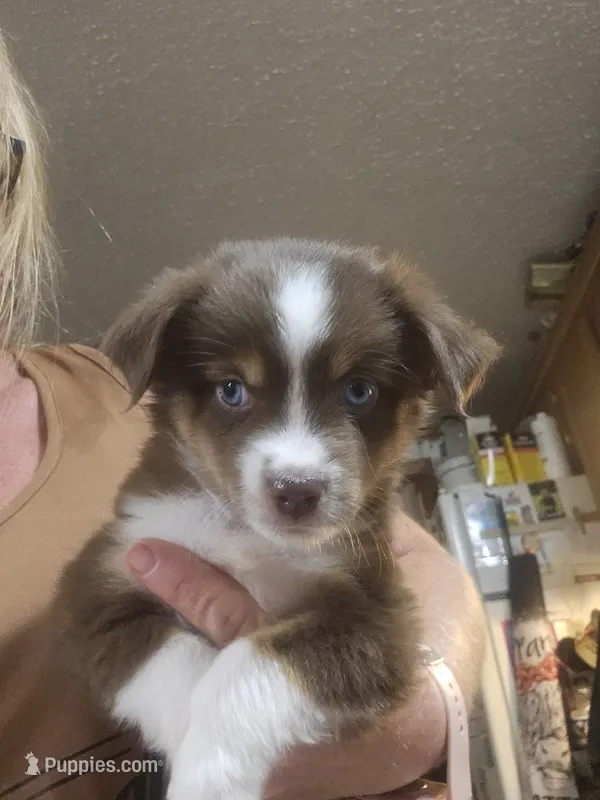 Batman  – Miniature Australian Shepherd puppy for sale in Murphysboro, IL