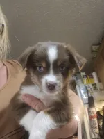 Batman , a female Miniature Australian Shepherd for sale in Murphysboro, IL – 1 of 2