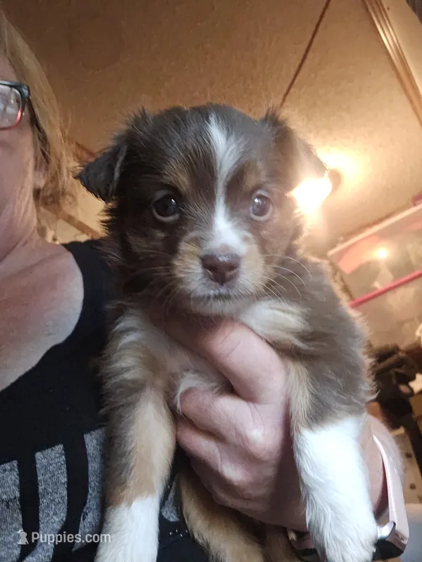 Smirk – Miniature Australian Shepherd puppy for sale in Murphysboro, IL