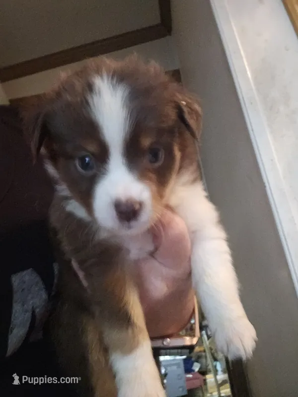 Calvin – Miniature Australian Shepherd puppy for sale in Murphysboro, IL