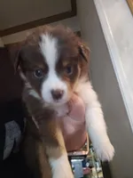 Calvin, a male Miniature Australian Shepherd for sale in Murphysboro, IL – 1 of 2