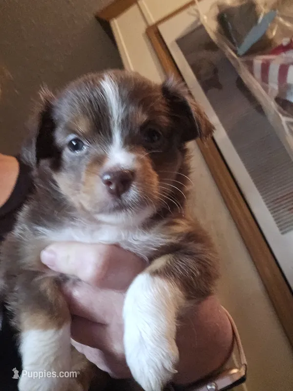 Oreo – Miniature Australian Shepherd puppy for sale in Murphysboro, IL