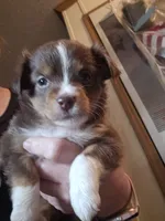 Oreo, a female Miniature Australian Shepherd for sale in Murphysboro, IL – 1 of 1
