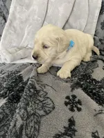 Boy, a male English Cream Golden Retriever for sale in Spokane, WA – Photo 2 of 3
