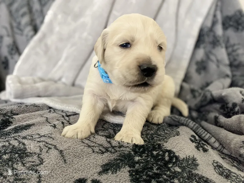 Boy – English Cream Golden Retriever puppy for sale in Spokane, WA