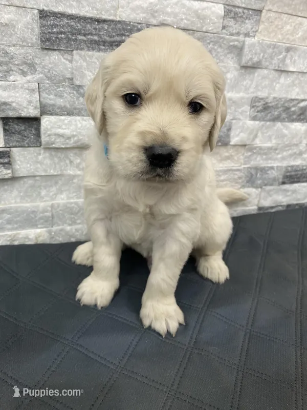 Boy – English Cream Golden Retriever puppy for sale in Spokane, WA