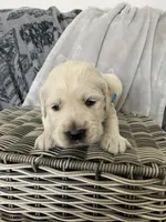 Boy, a male English Cream Golden Retriever for sale in Spokane, WA – Photo 3 of 3