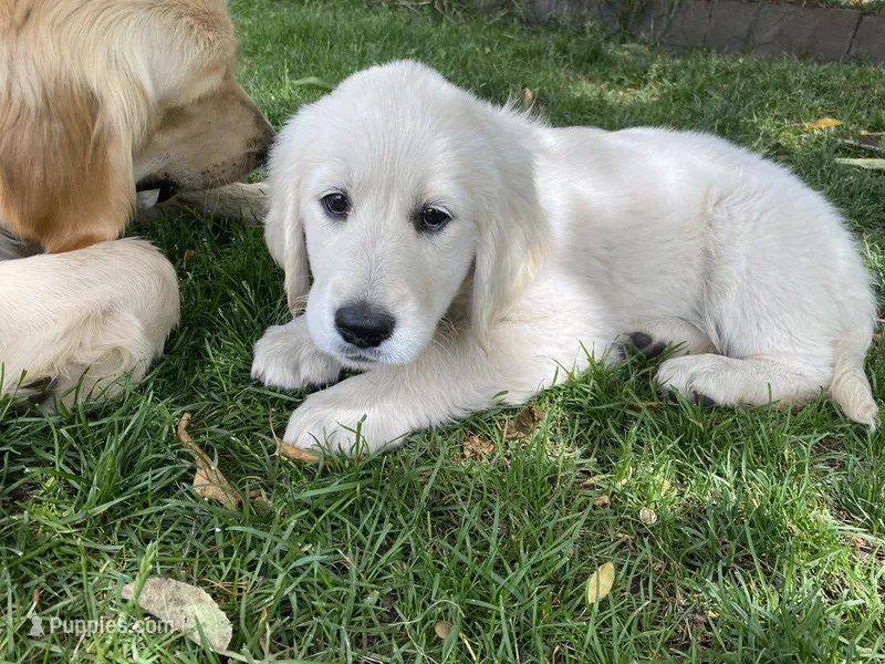 Girl 4 – Golden Retriever puppy for sale in Spokane, WA