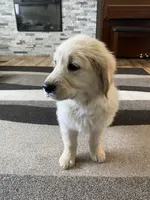 Girl 3, a female Golden Retriever for sale in Spokane, WA – 2 of 10