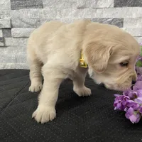 Girl 3, a female Golden Retriever for sale in Spokane, WA – 8 of 10