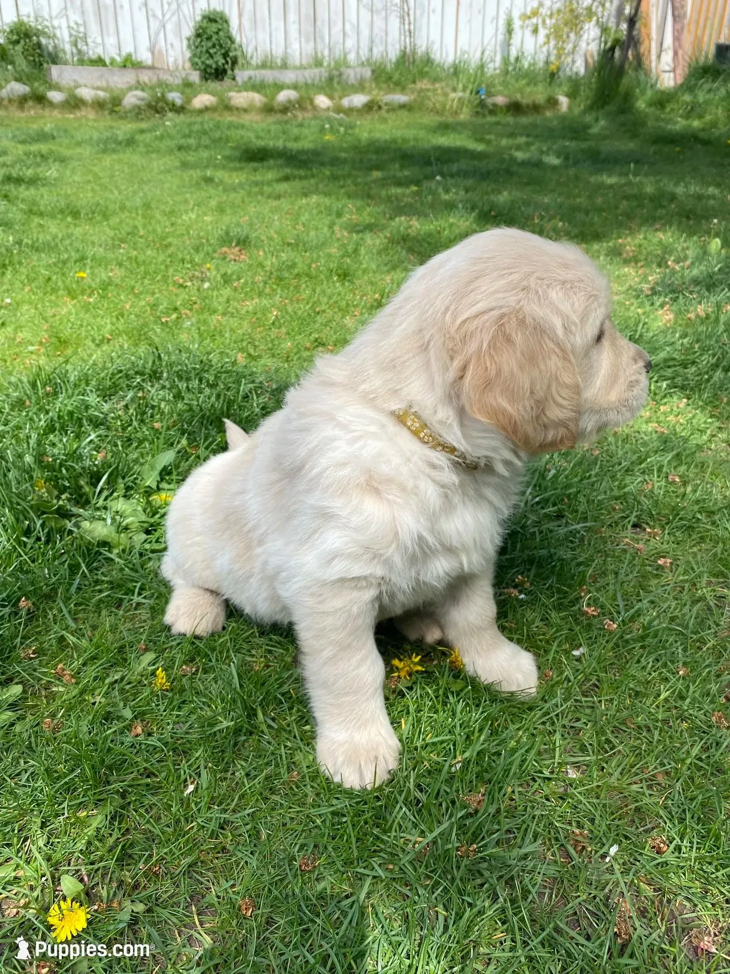 Girl 3, a female Golden Retriever for sale in Spokane, WA – 5 of 10