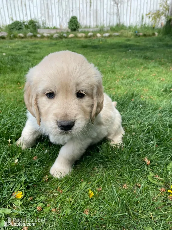 Girl 3 – Golden Retriever puppy for sale in Spokane, WA
