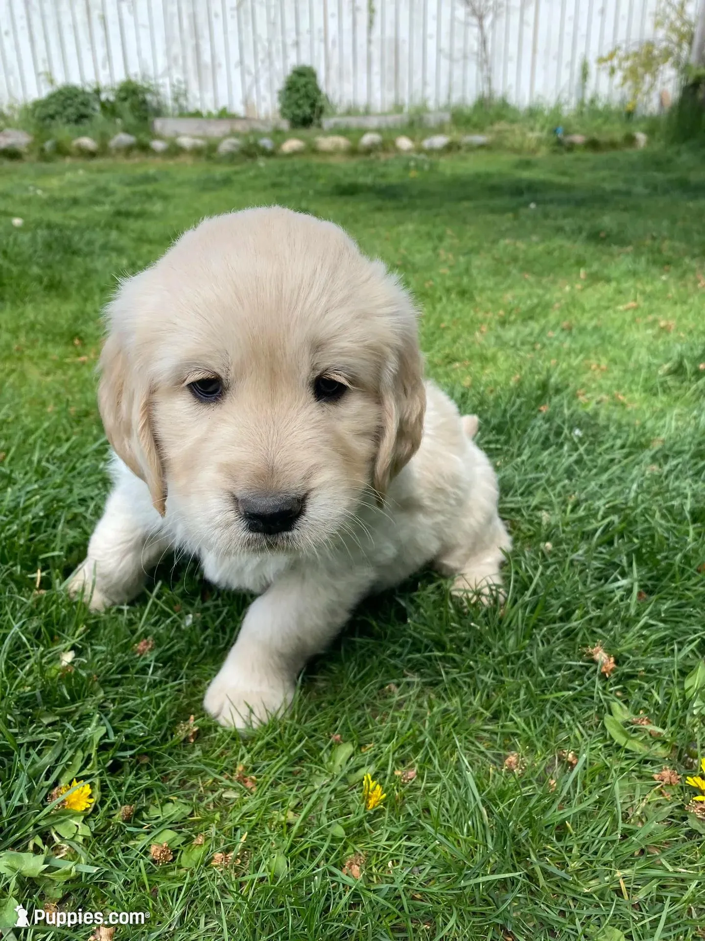 Girl 3, a female Golden Retriever for sale in Spokane, WA – 1 of 10