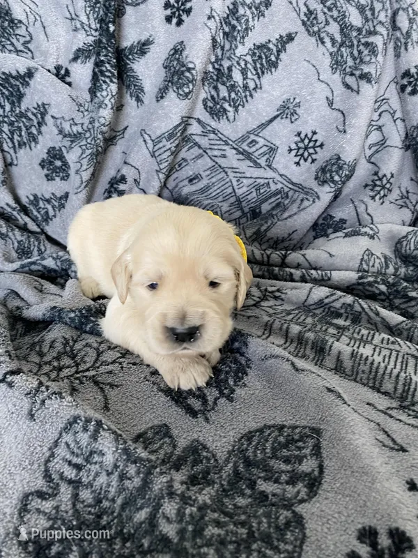 Girl 3 – Golden Retriever puppy for sale in Spokane, WA
