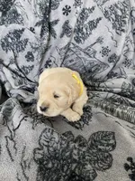 Girl 3, a female Golden Retriever for sale in Spokane, WA – Photo 3 of 3