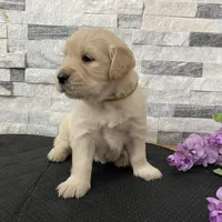Girl 3, a female Golden Retriever for sale in Spokane, WA – 9 of 10