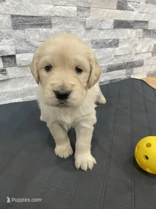 Girl 3 – Golden Retriever puppy for sale in Spokane, WA