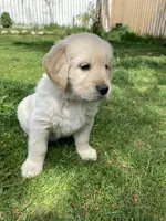 Girl 3, a female Golden Retriever for sale in Spokane, WA – 4 of 10