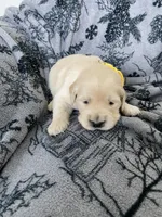 Girl 3, a female Golden Retriever for sale in Spokane, WA – Photo 2 of 3