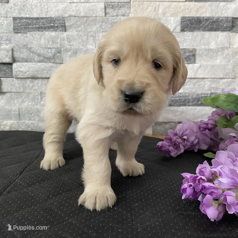 Girl 3 – Golden Retriever puppy for sale in Spokane, WA