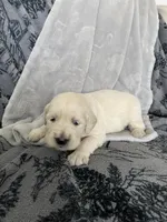 Girl 4, a female Golden Retriever for sale in Spokane, WA – Photo 2 of 3