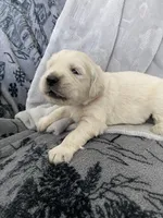 Girl 4, a female Golden Retriever for sale in Spokane, WA – Photo 3 of 3