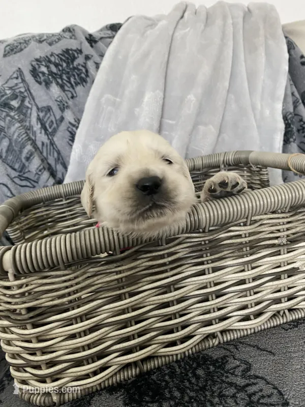 Girl 4 – Golden Retriever puppy for sale in Spokane, WA