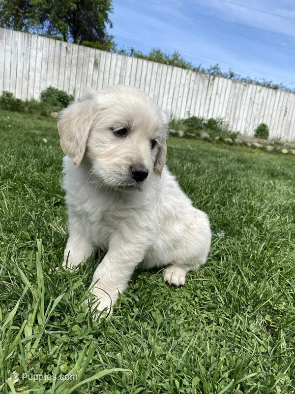 Girl 4 – Golden Retriever puppy for sale in Spokane, WA