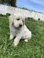 Girl 4, a female Golden Retriever for sale in Spokane, WA – 3 of 10