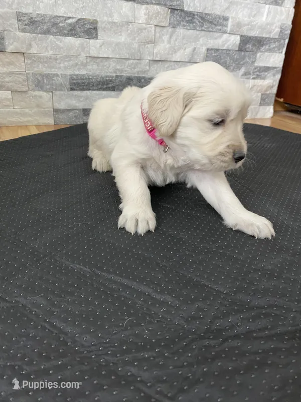 Girl 4 – Golden Retriever puppy for sale in Spokane, WA