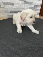 Girl 4, a female Golden Retriever for sale in Spokane, WA – 9 of 10